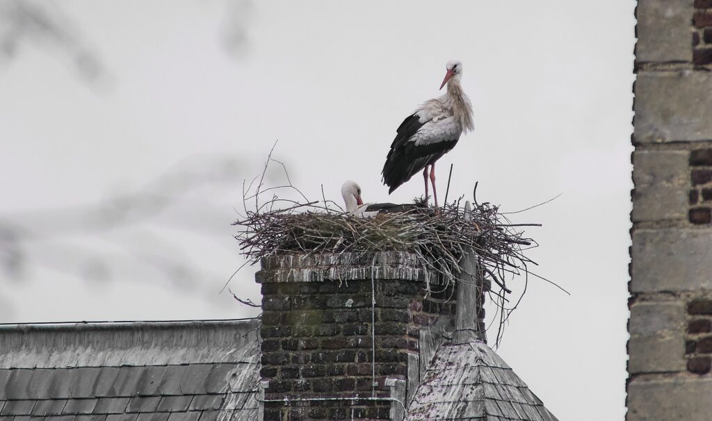 Nest Removal Services