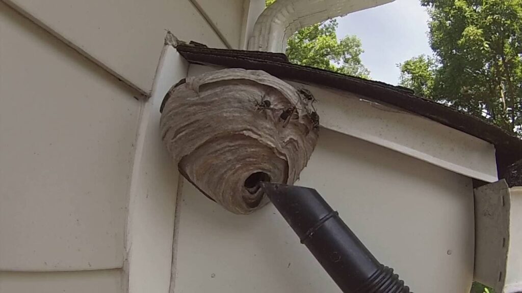 How Do I Get Rid of a Nest