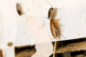 pest infestation